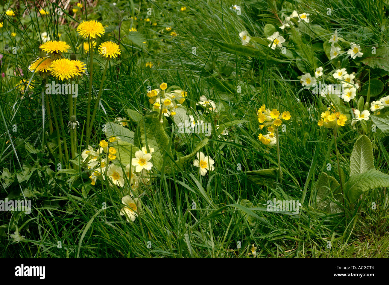 Dandelions cowslips primroses in Devon grassland in springtime Stock Photo