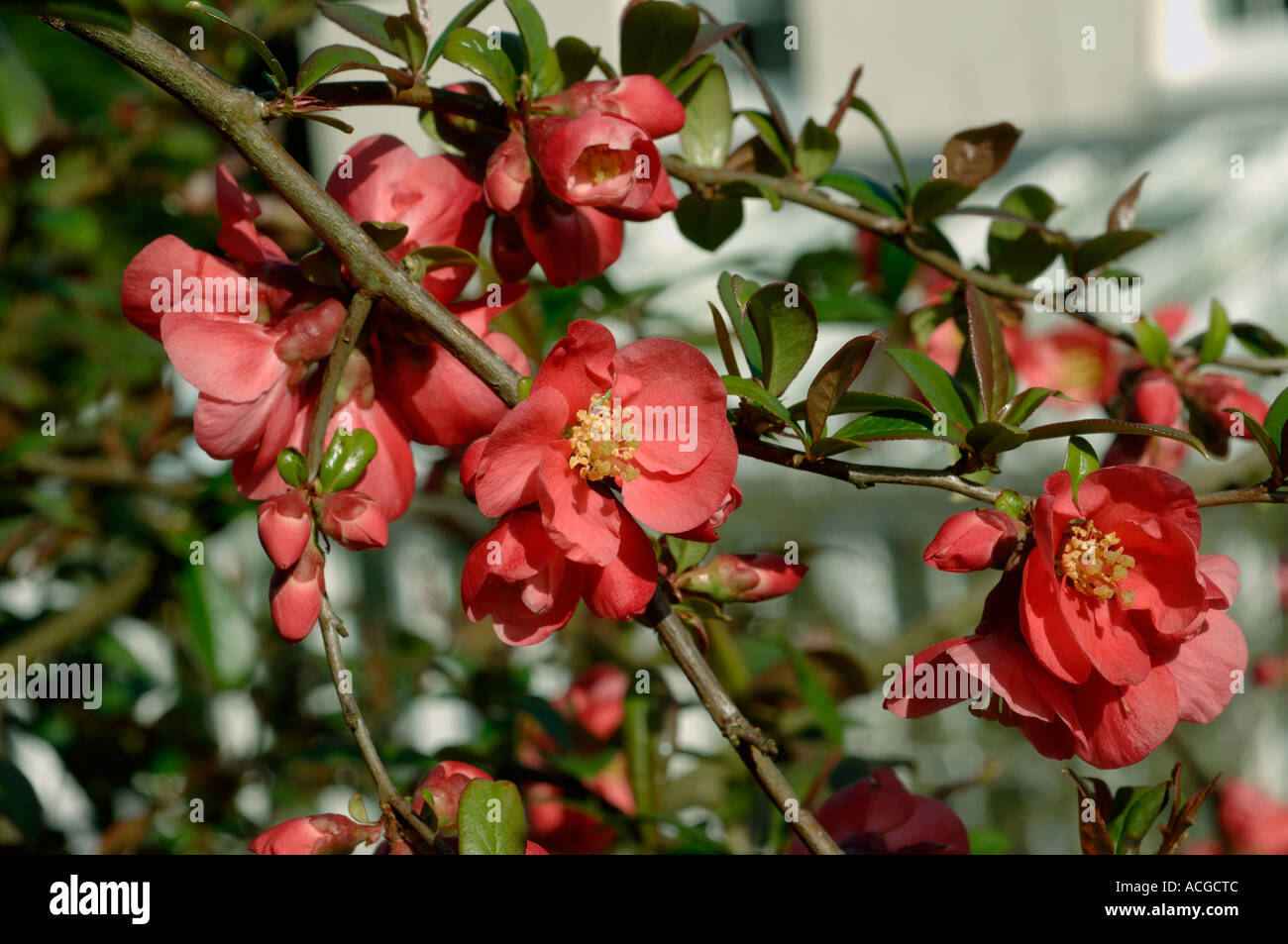 Red flowers on ornamental shrub in spring Stock Photo
