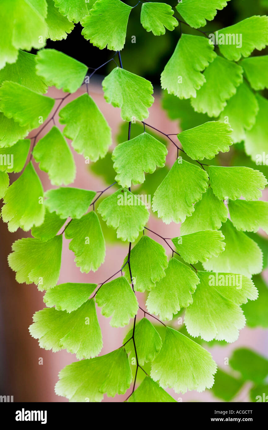 Adiantum capillus veneris. Maidenhair fern leaves Stock Photo