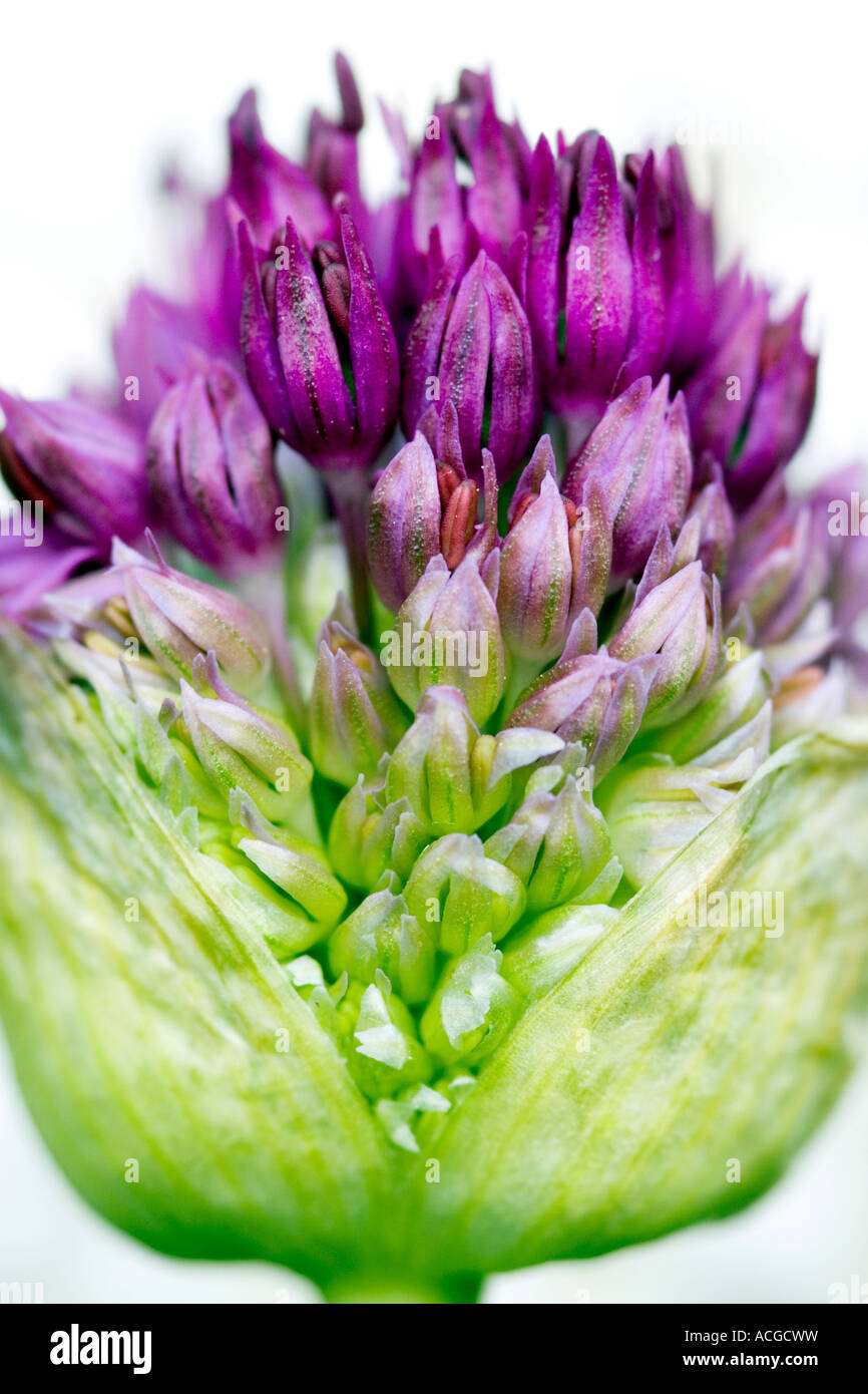 Allium hollandicum 'Purple Sensation'. Ornamental Onion flower  emerging from bud bud against white background Stock Photo