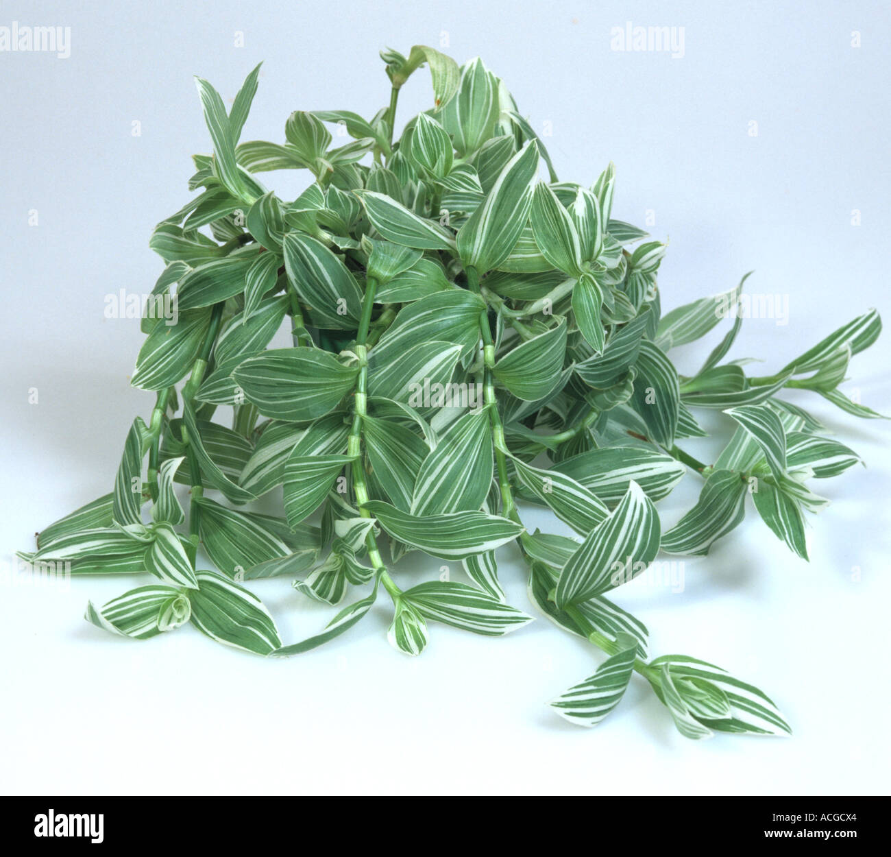 Wandering Jew Tradescantia Fluminensis Albovittata Pot Plant Stock wandering-jew-tradescantia-fluminensis-albovittata-pot-plant-stock