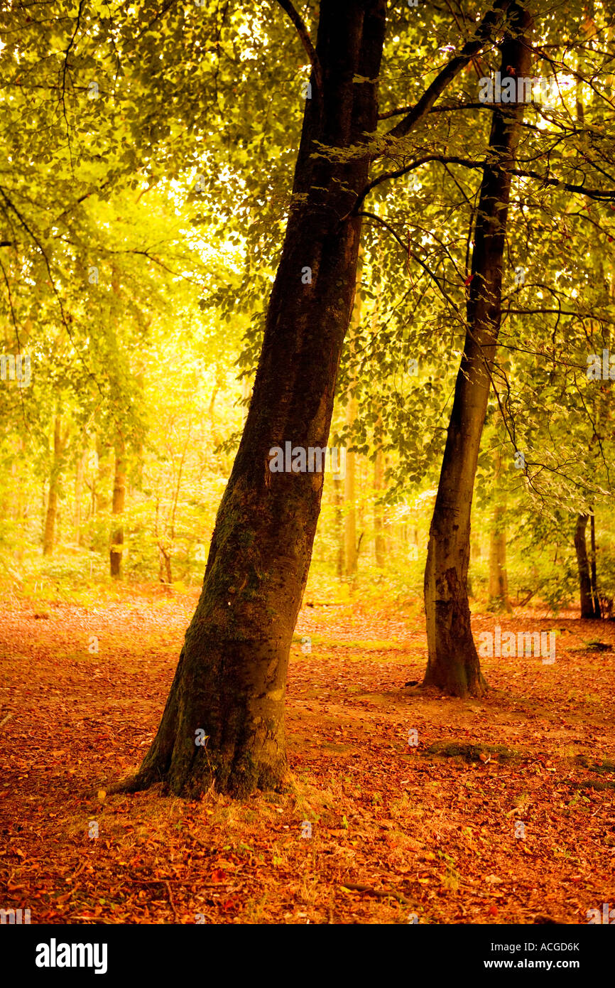 Autumn in Savernake Forest, Marlborough, Wiltshire, England, UK Stock Photo