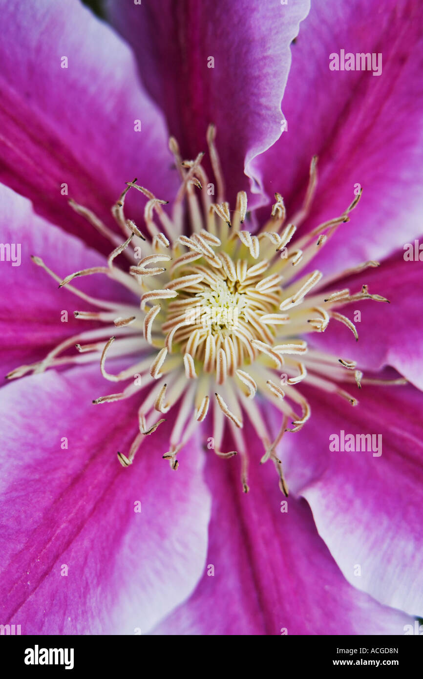 Clematis Dr Ruppel flower. Early Large-flowered clematis Stock Photo