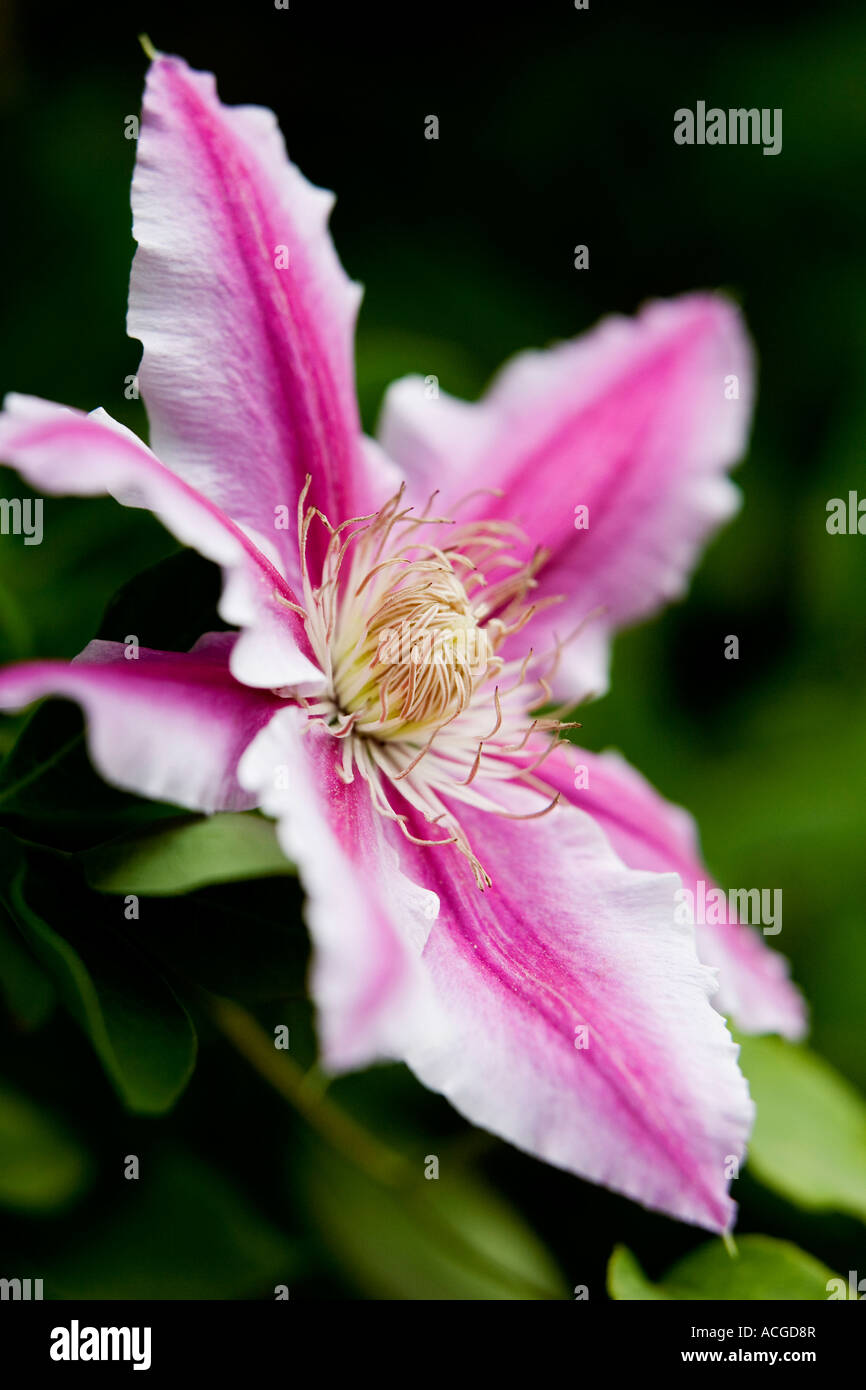 Clematis 'Doctor Ruppel'. Early Large-flowered clematis Stock Photo