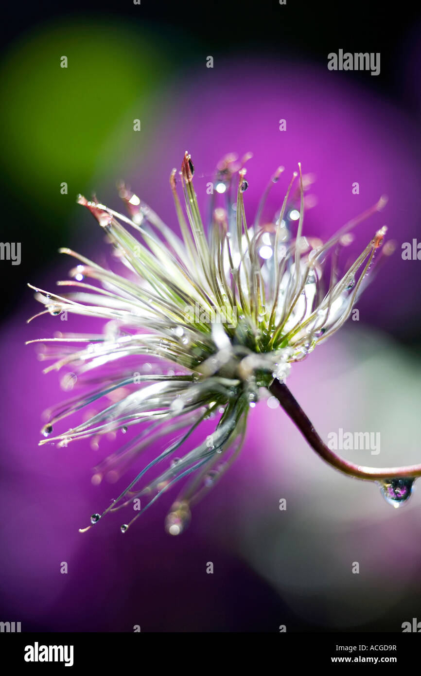 Clematis macropetala 'lagoon' flower seed head and water drops Stock Photo