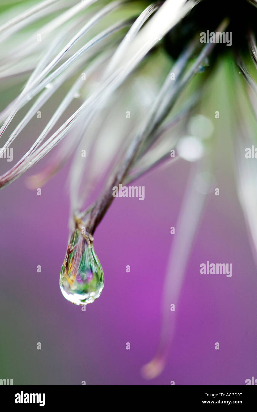 Clematis macropetala 'lagoon' flower seed head and water drops Stock Photo