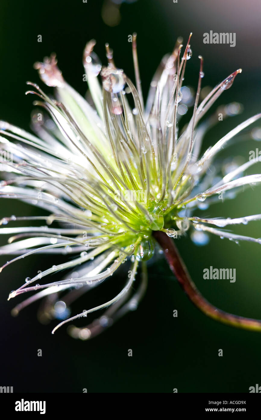 Clematis macropetala 'lagoon' flower seed head and water drops Stock Photo