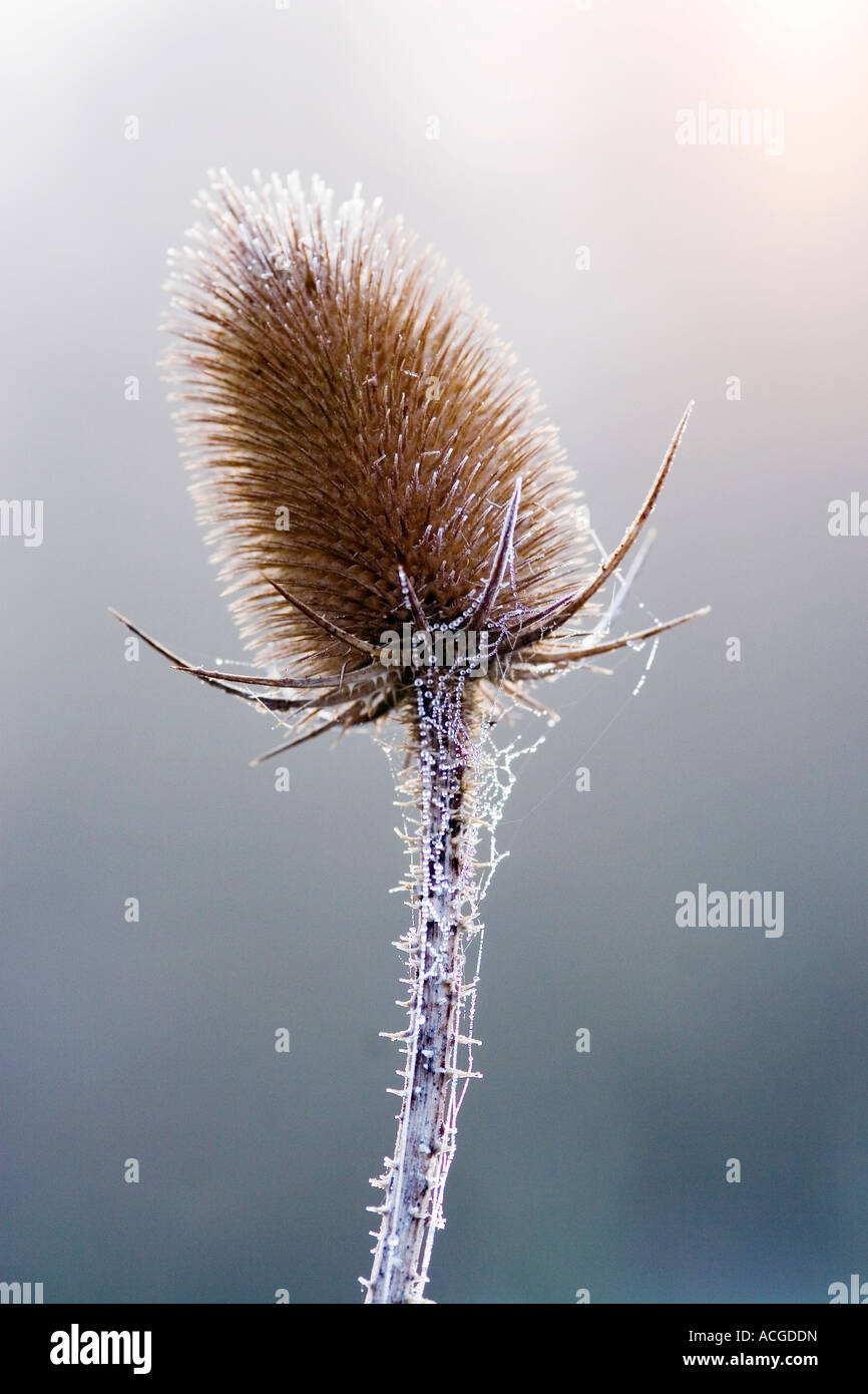 Dipsacus fullonum, Teasel head in the frost and mist. Oxfordshire, UK Stock Photo