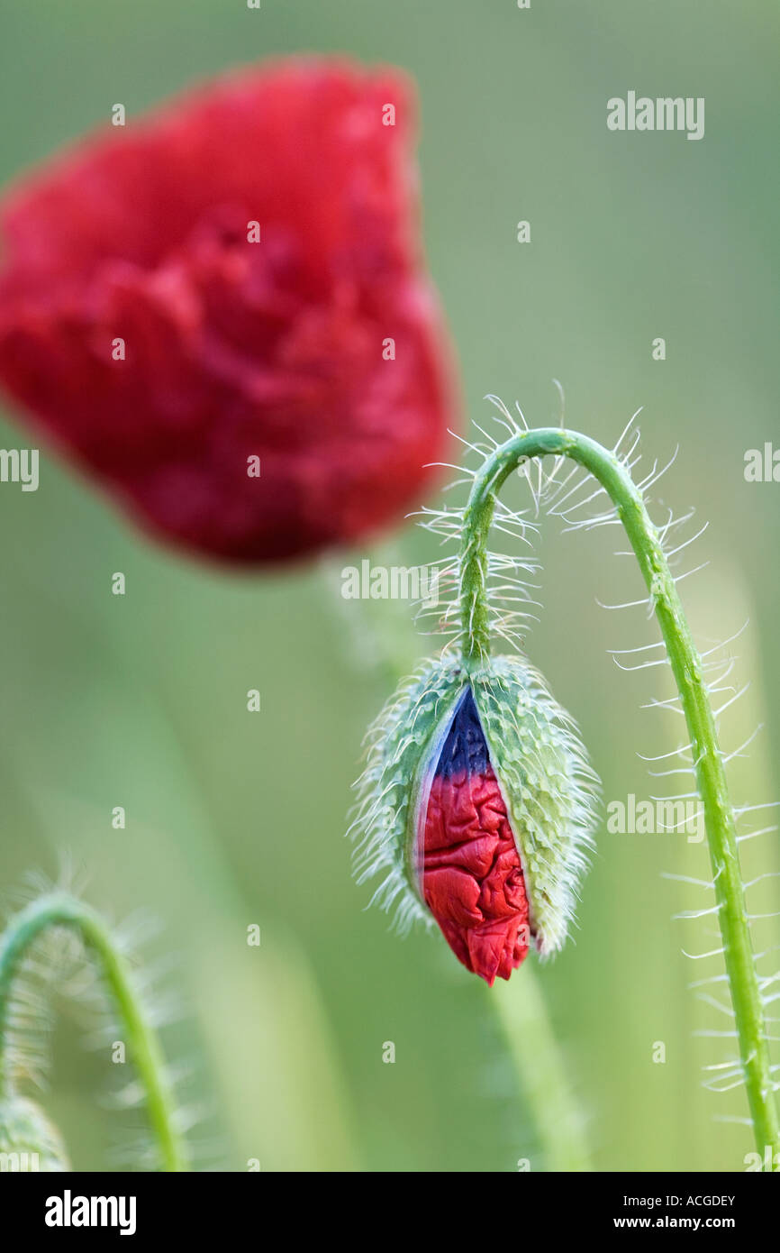 Flower emerging from casing hi-res stock photography and images - Alamy