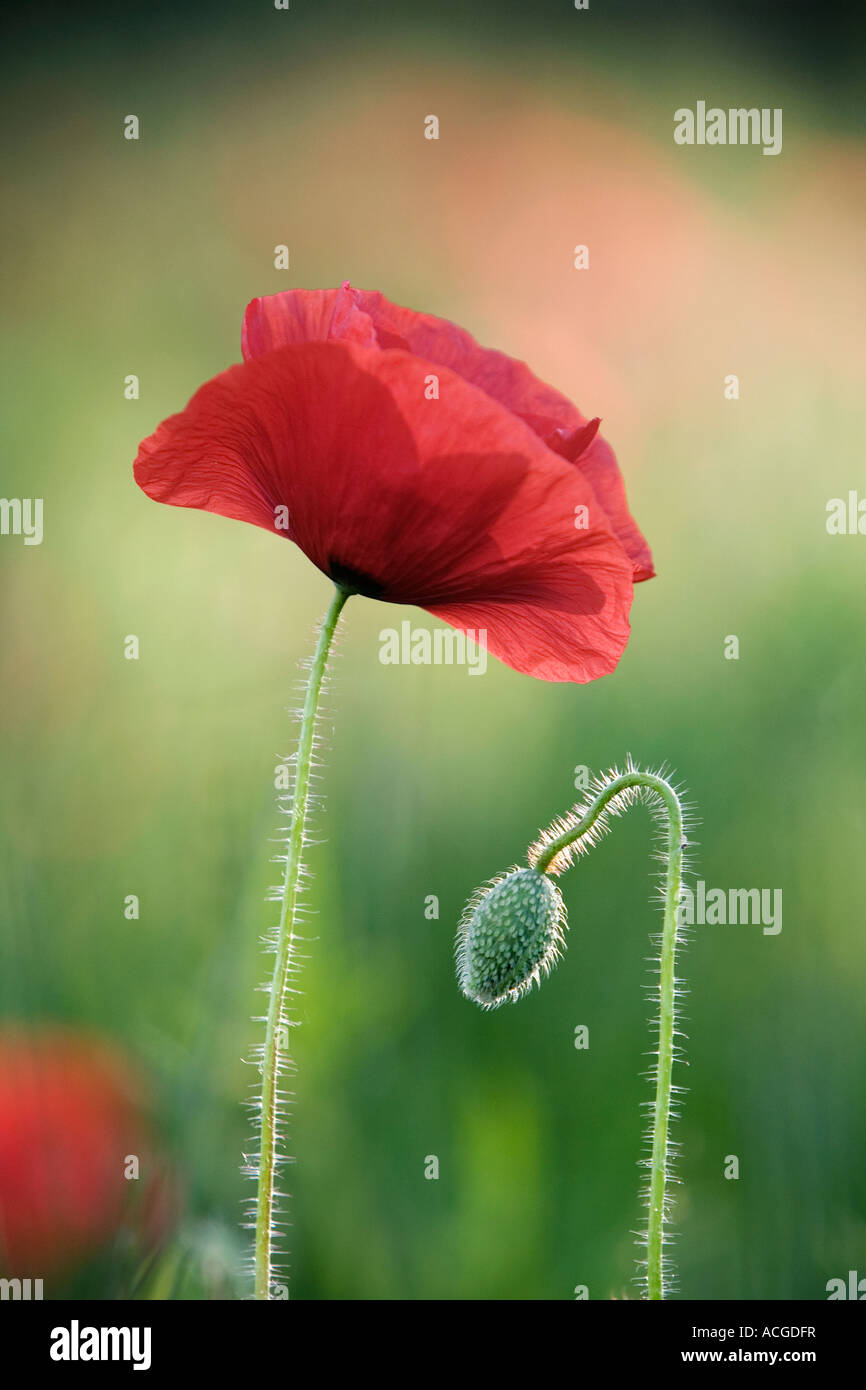 Papaver Rhoeas. Field poppy emerging from its casing in the english ...