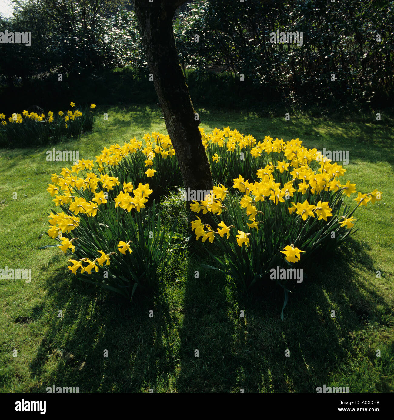 Ring of daffodils Narcissus sp under a leafless old apple tree in spring Stock Photo