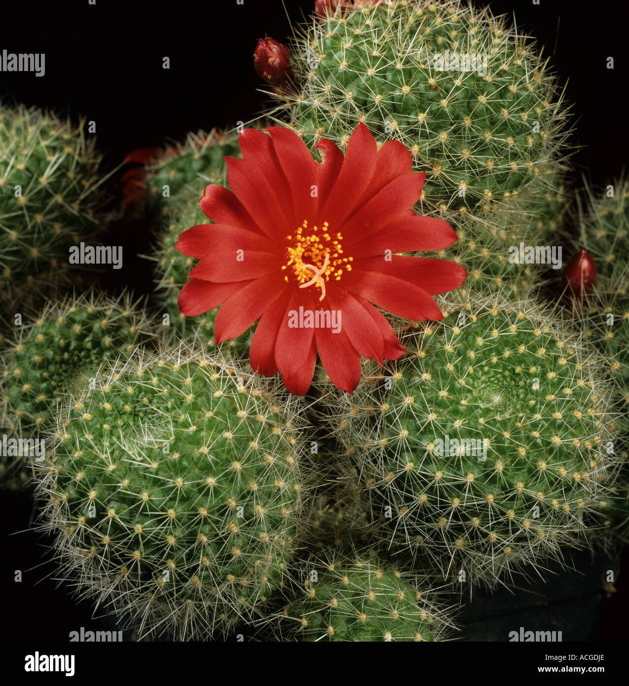 An ornamental cactus Rebutia krainziana with red flower Stock Photo