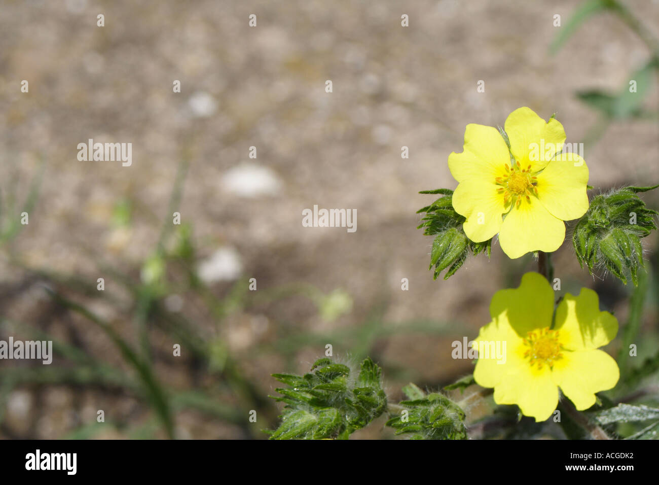 Flower Anemone ranunculoides Stock Photo - Alamy