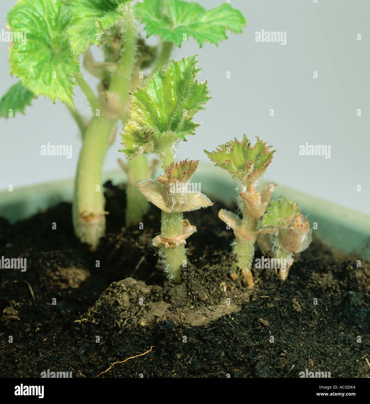 Leaves sprouting from overwintered Begonia x tuberhybrida tubers Stock Photo
