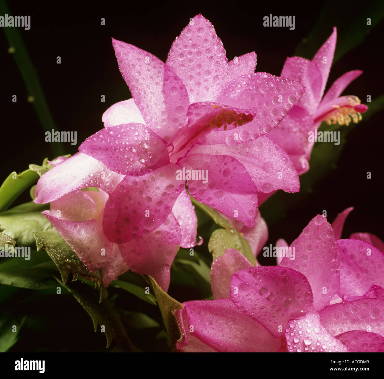Flowering Christmas cactus Schlumbergera truncata with water drops and backlit Stock Photo