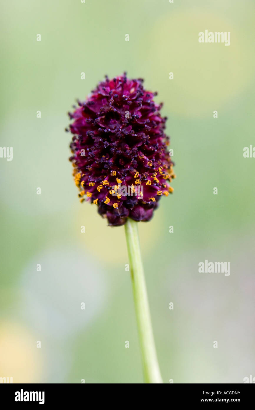 Sanguisorba officinalis. Great Burnet flower in the English countryside Stock Photo