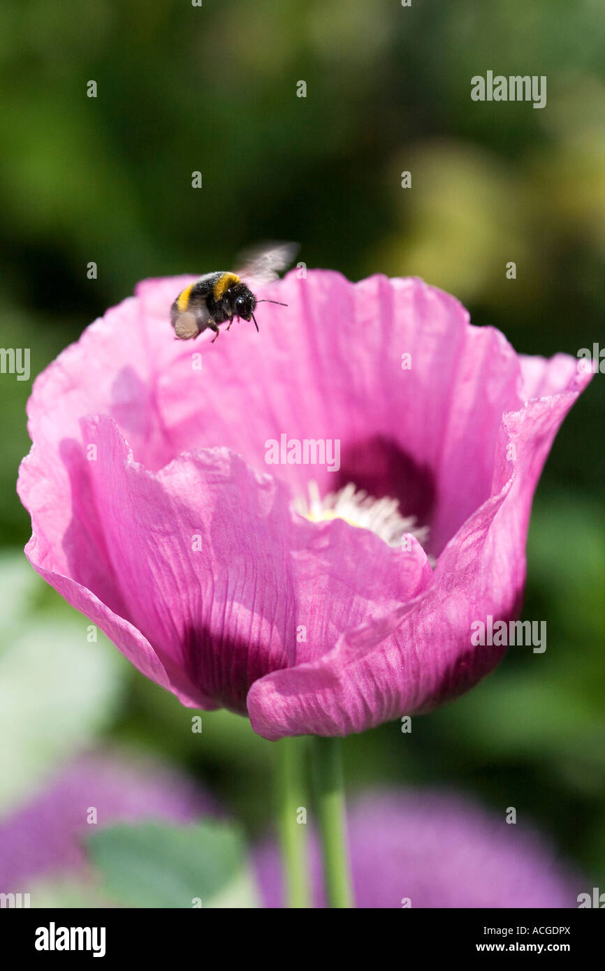 Bombus lucorum. Bumblebee hovering over papaver somniferum poppy in an English country garden Stock Photo