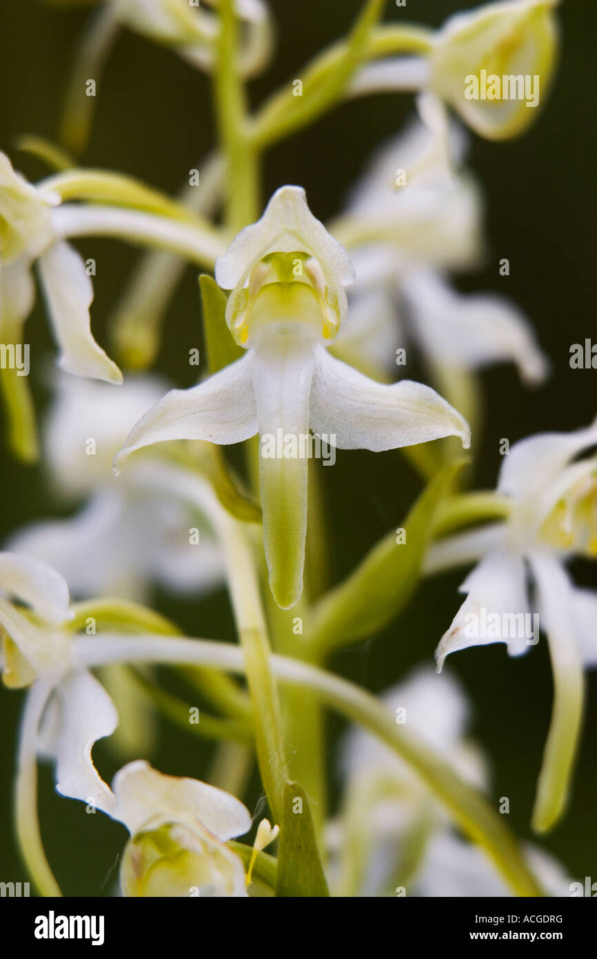 Platanthera chlorantha. Greater Butterfly Orchid in the english countryside. UK Stock Photo