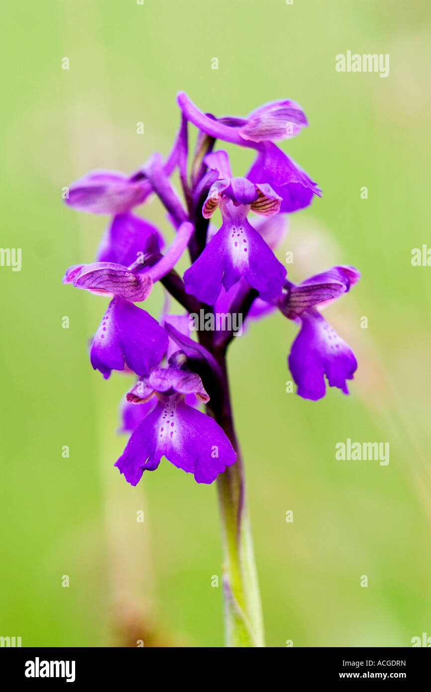 Orchis morio / Anacamptis morio. Green-winged Orchids in a meadow in ...