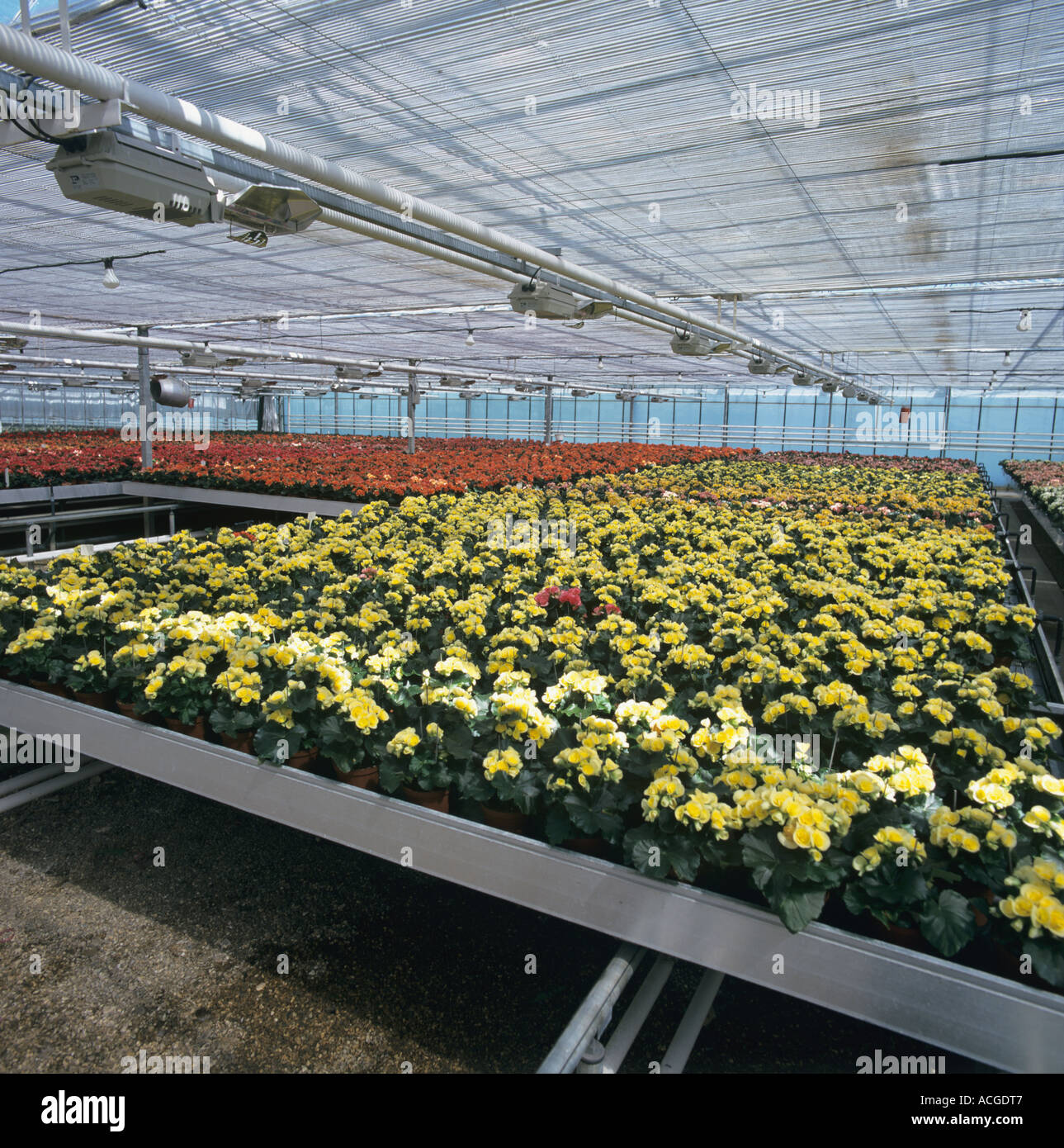 Busy lizzie Impatiens spp commercial pot plant greenhouse with flowering plants Stock Photo