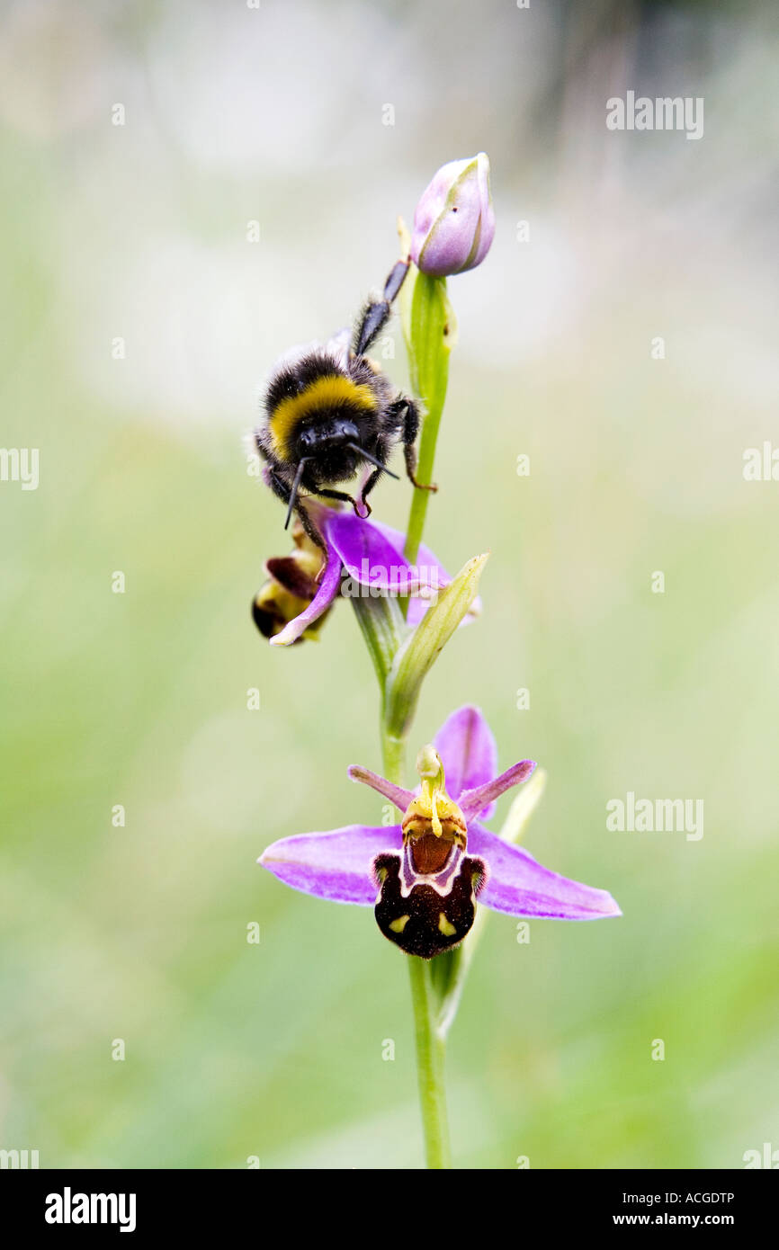 Bumblebee on a Bee orchid in an English nature reserve Stock Photo