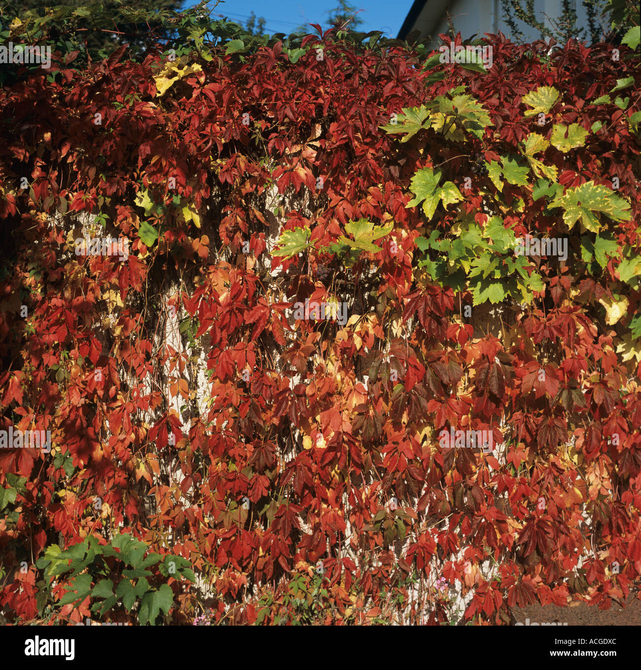 A Virginia Creeper Parthenocissus Quinquefolia In Red Autumn Colour On 