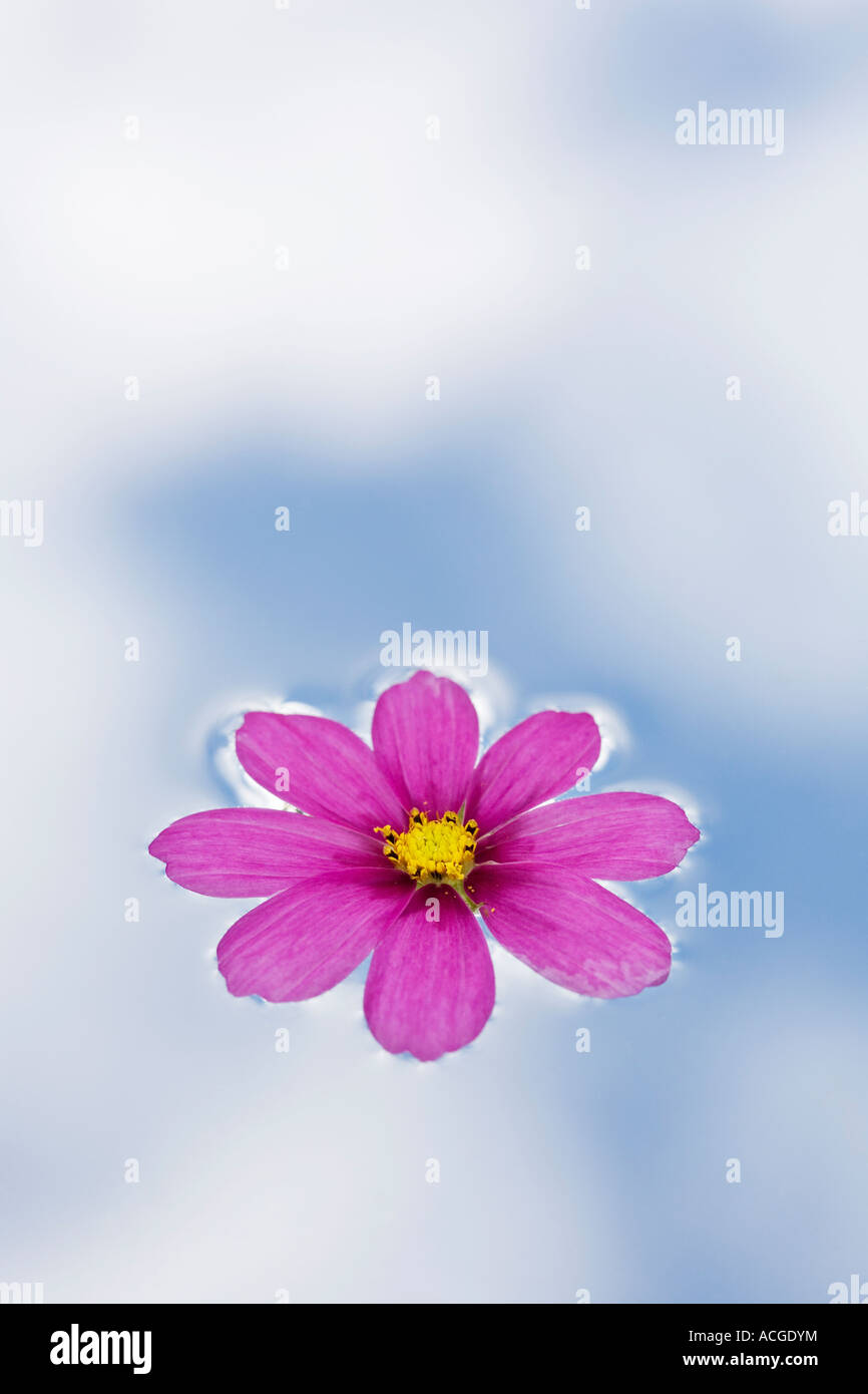 Dark pink cosmos flower head on water reflecting a cloudy blue sky Stock Photo