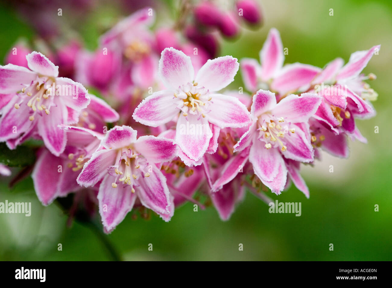 Deutzia × hybrida 'Strawberry Fields'. Deutzia 'Strawberry Fields' flowers Stock Photo
