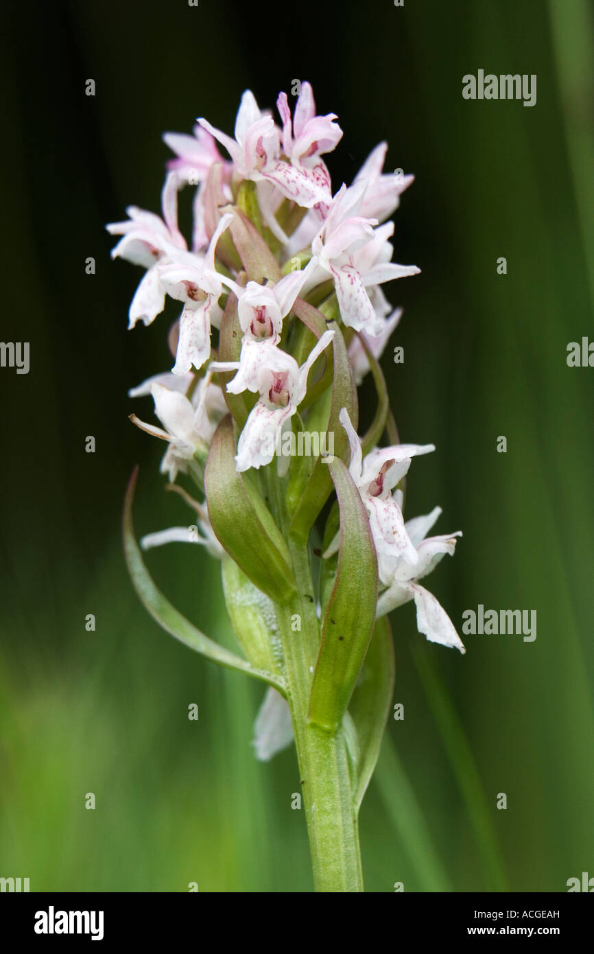 Dactylorhiza traunsteineri. White light purple hybrid Narrow leaved marsh orchid flowering in the English countryside Stock Photo