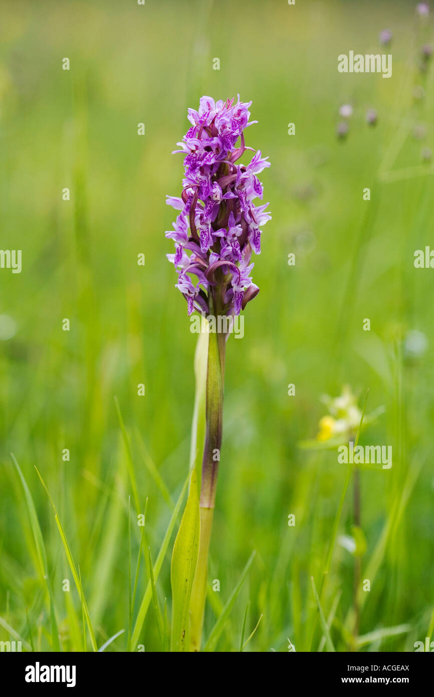 Narrow leaved marsh orchid, Dactylorhiza traunsteineri, flowering in the English countryside Stock Photo