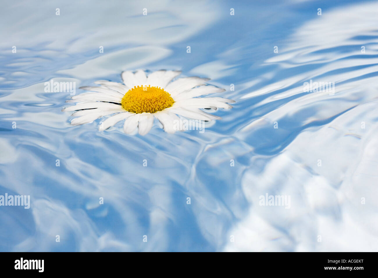 Leucanthemum vulgare. Oxeye Daisy flower floating on water with a