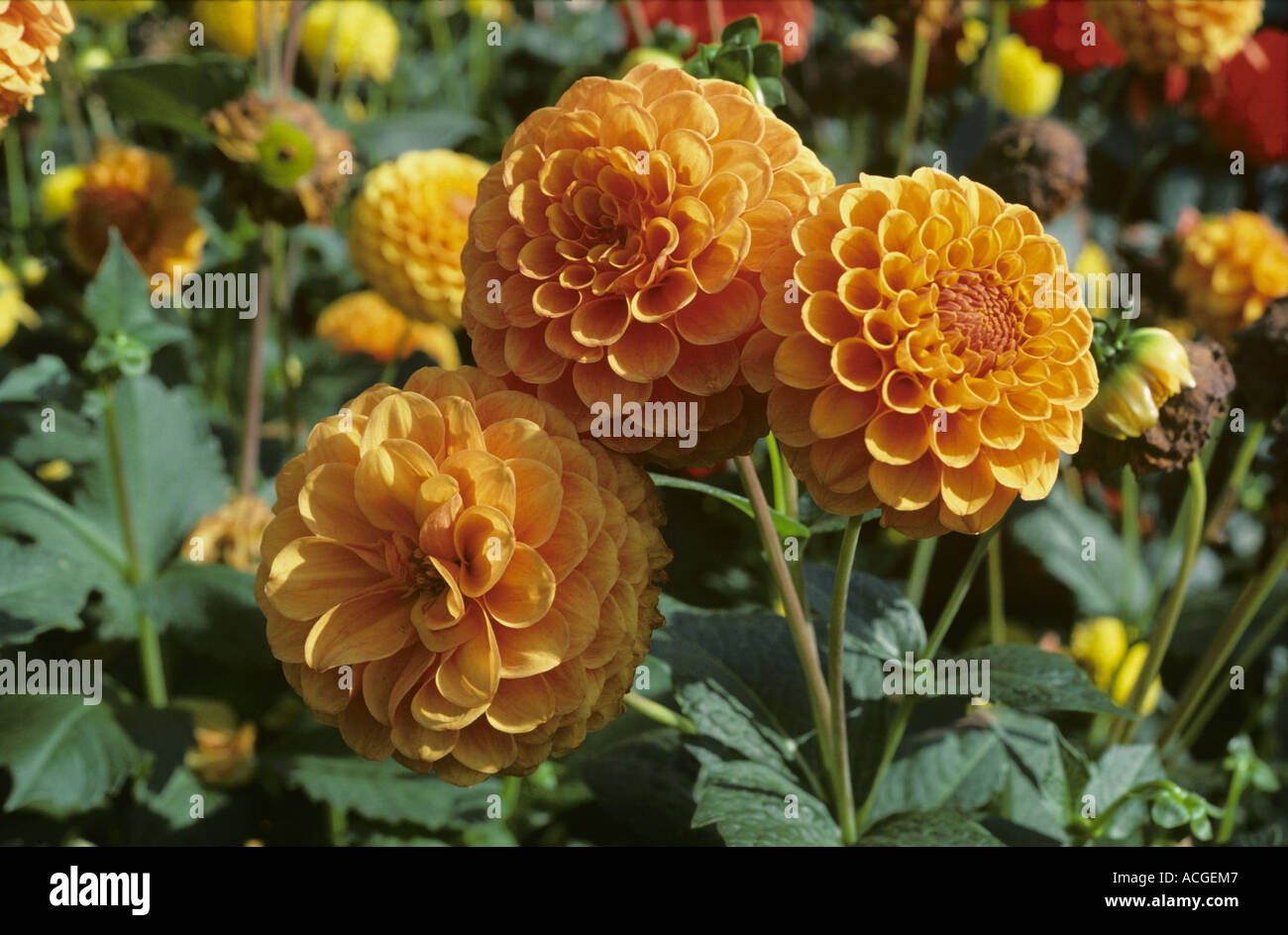 An example of flowers of orange pom pom Dahlia sp Stock Photo
