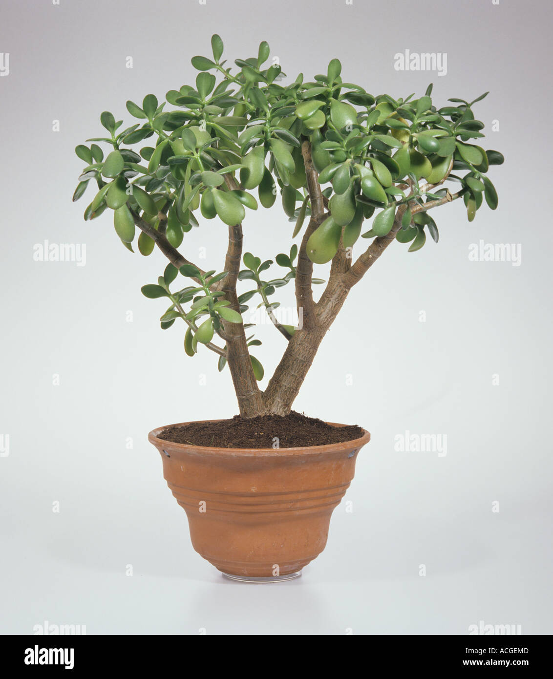 Money Tree Or Money Plant Crassula Ovata In A Large Pot Stock Photo - money tree or money plant crassula ovata in a large pot