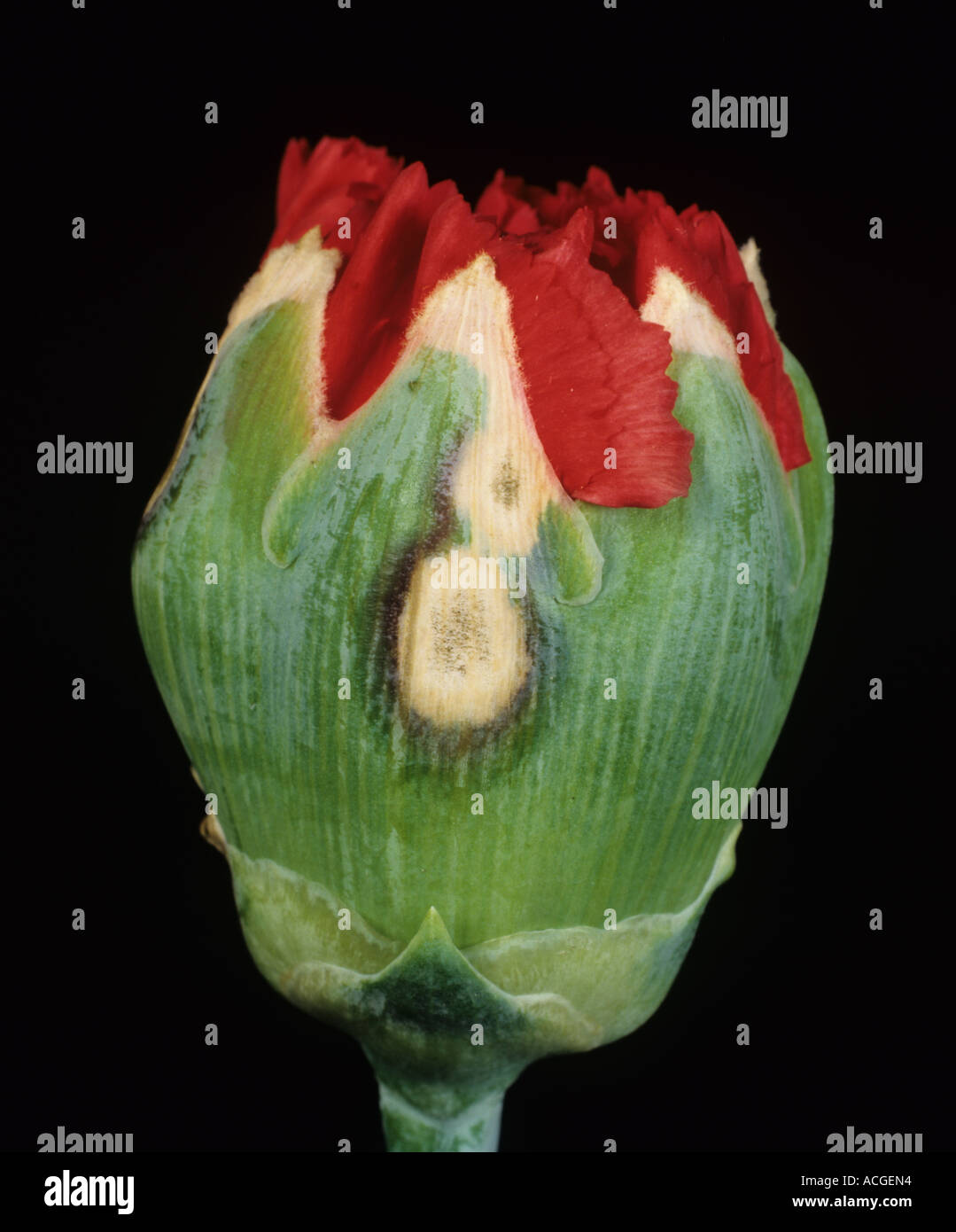 Heterosporium schinollatum lesion on a carnation flower bud Stock Photo