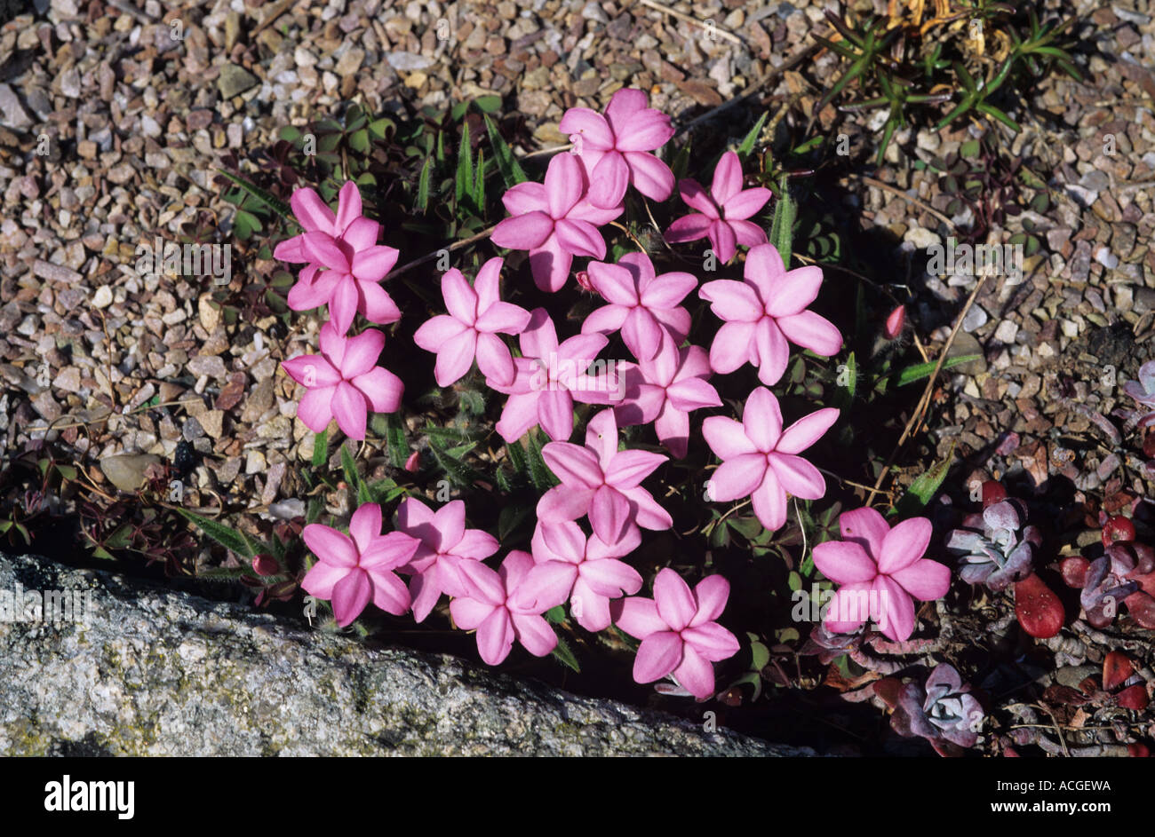Pink flowering alpine Rhodohypoxis baurii Stock Photo