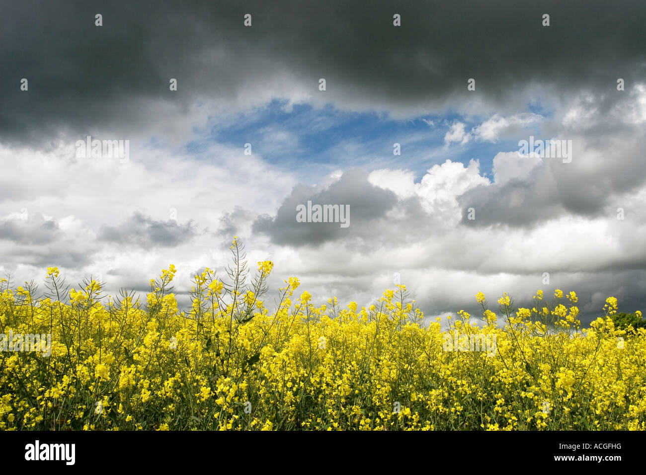 Brassica napus. Rapeseed field and rain clouds in the English