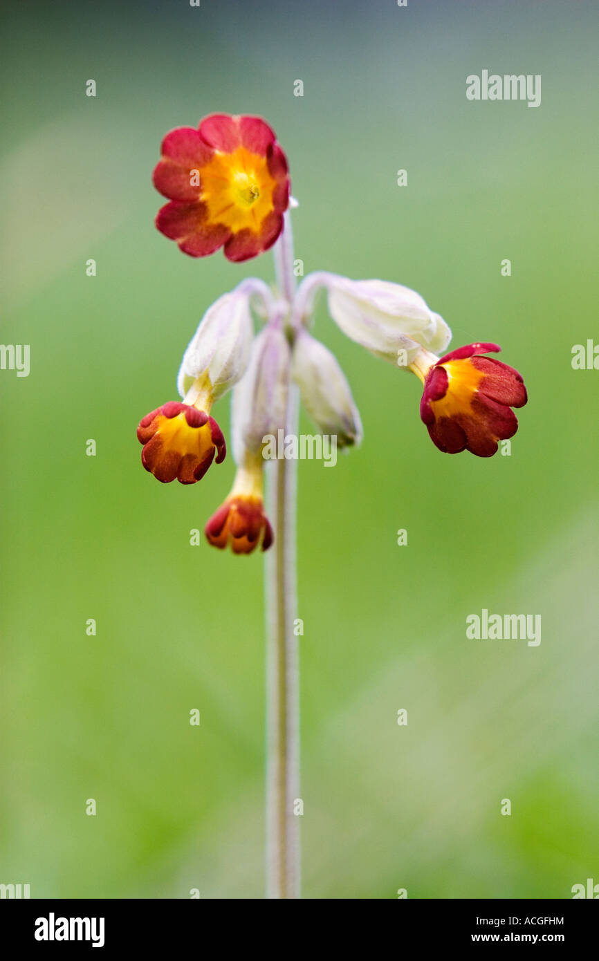 Primula veris. Red Cowslip flower in the grass Stock Photo