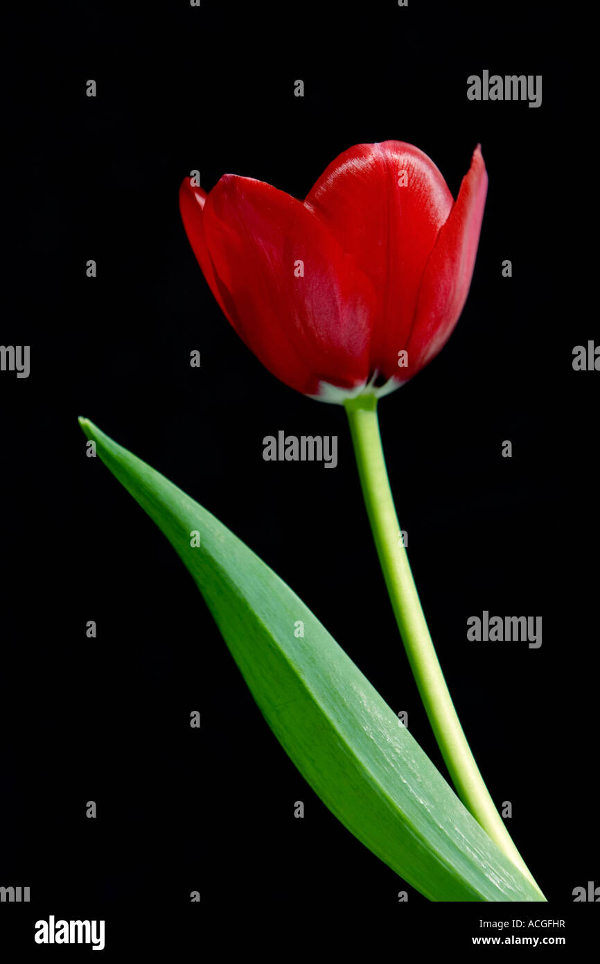 Red tulip flower against a black background Stock Photo
