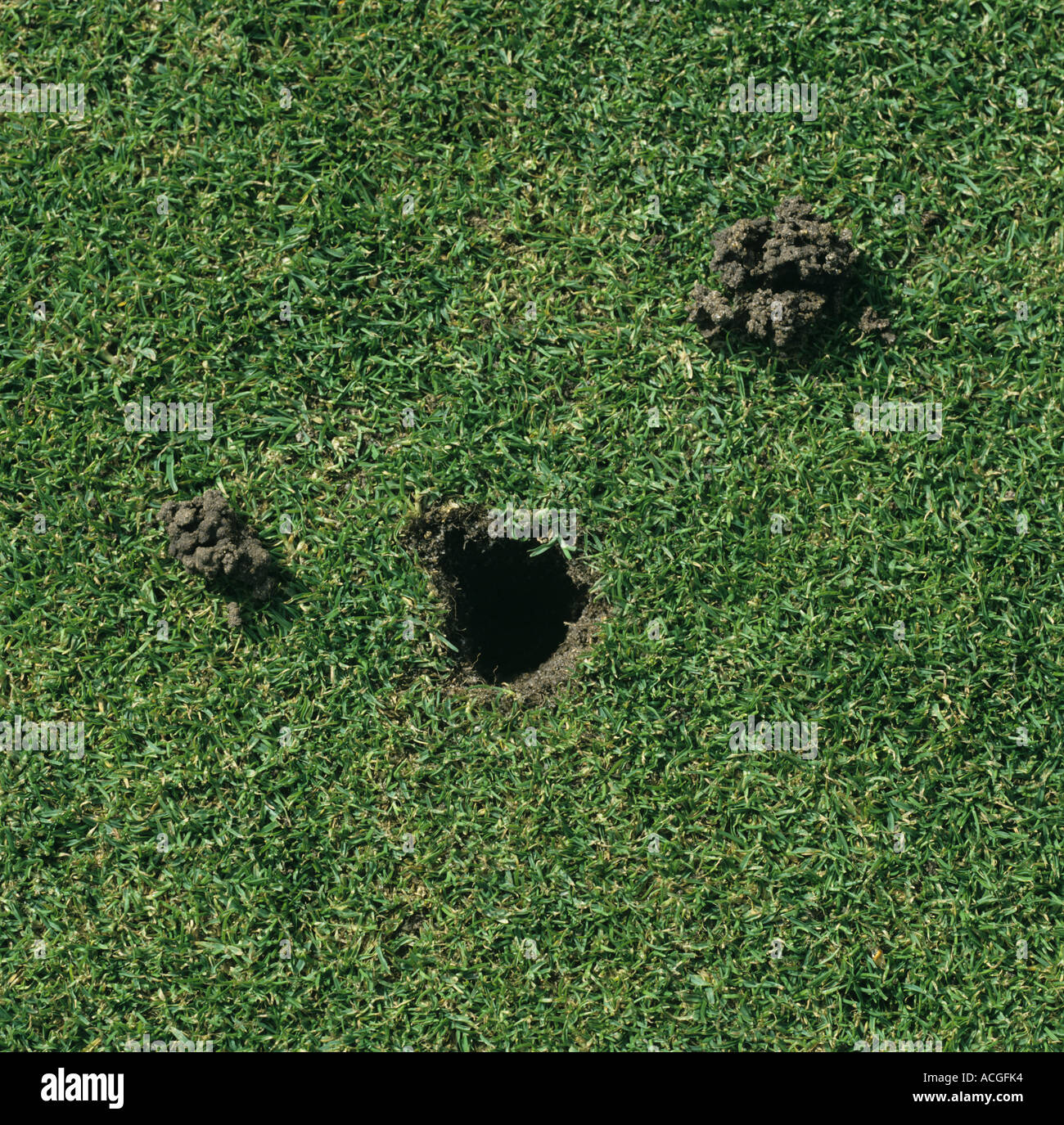 Worm casts and bird damage to bowling green grass surface Stock Photo