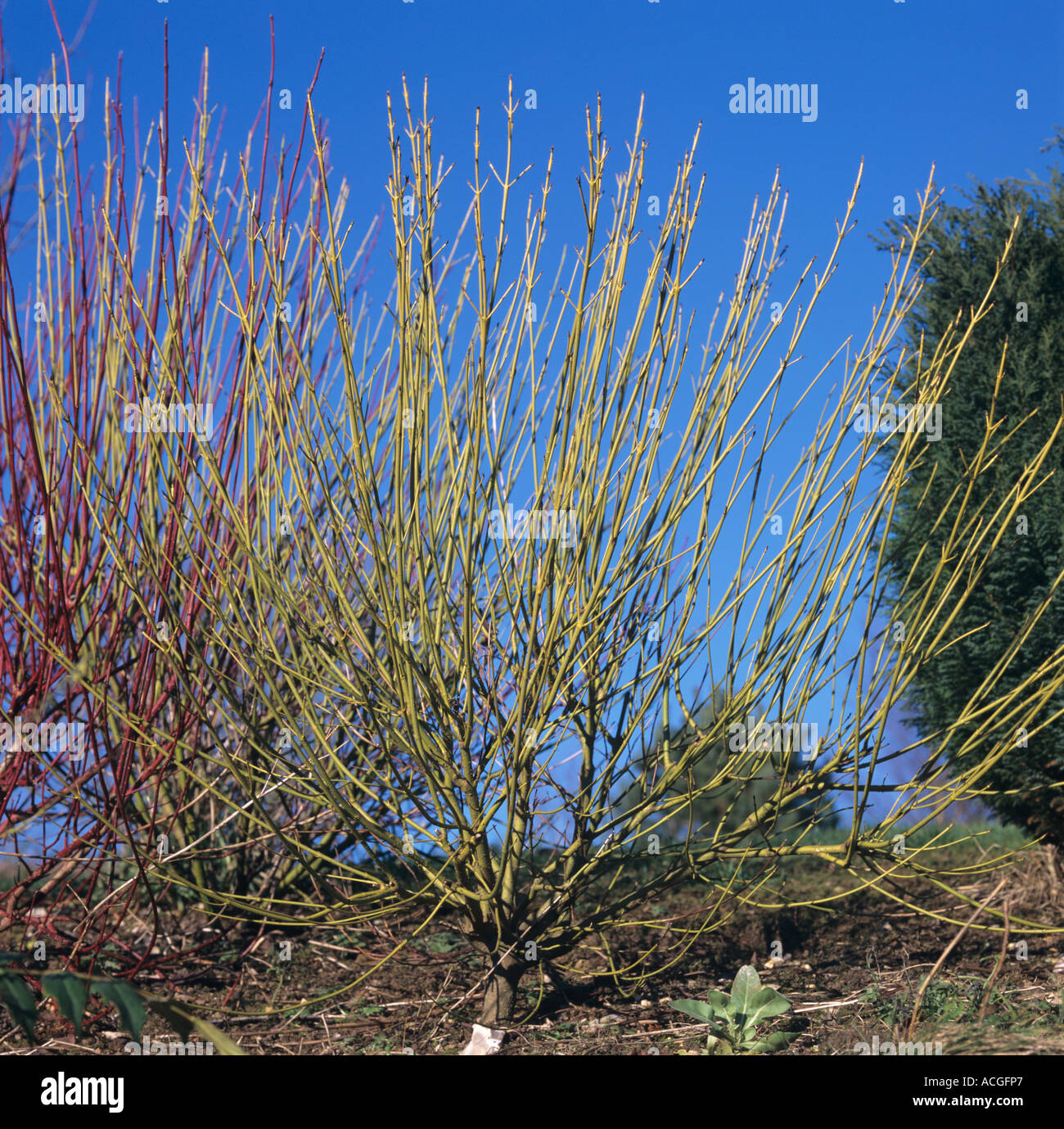 Dogwood Cornus alba sibirica green red stemmed dogwood in winter Stock Photo