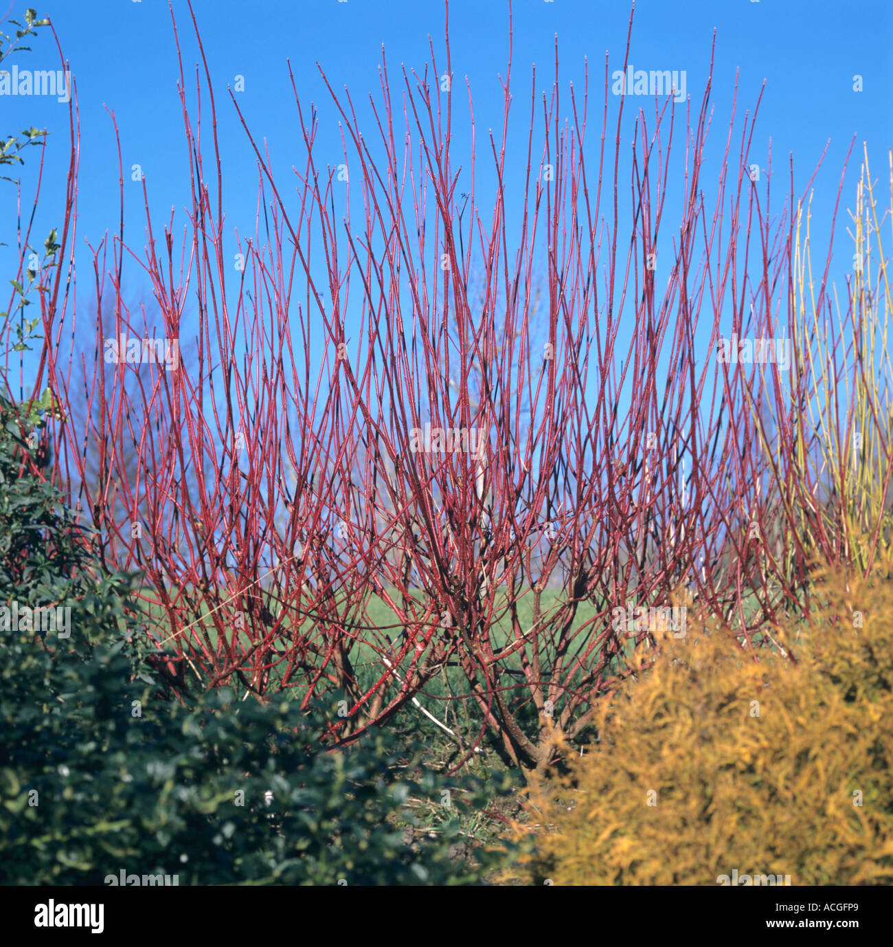 Red stemmed dogwood Cornus alba sibirica leafless stems in winter Stock Photo