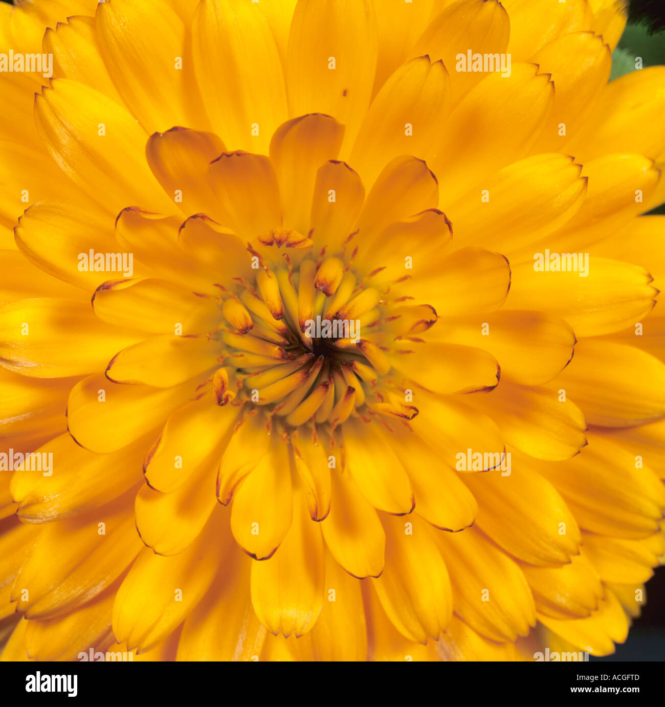 Marigold Calendula officinalis flower petals Stock Photo