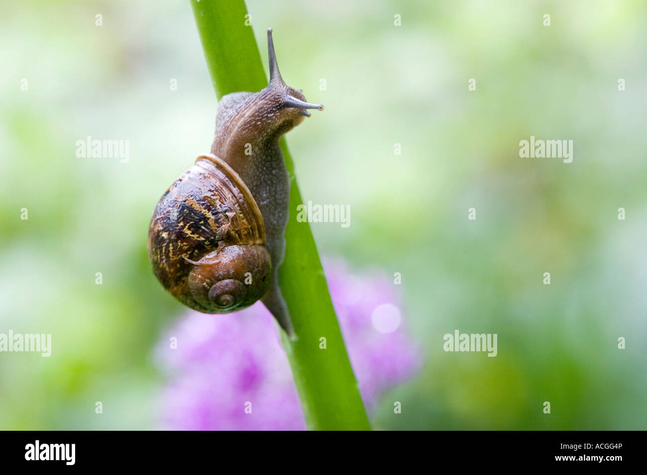 Cornu aspersum. Snail crawling up a flower stem in an English garden Stock Photo