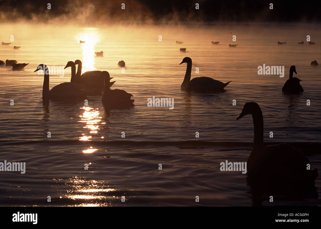 Mute swans and seagulls in frost and mist at Jeløy, Moss kommune, Østfold fylke, Norway. Stock Photo