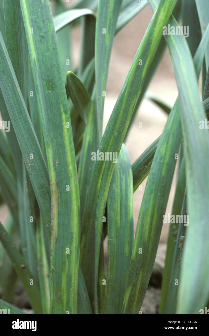 Narcissus yellow stripe virus NYSV on Narcissus leaves Stock Photo Alamy
