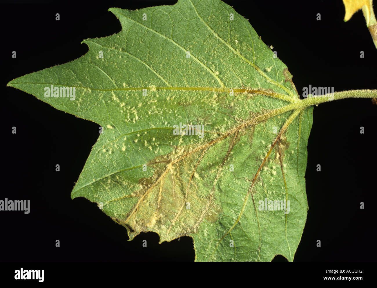 Plane leaf disease Apigniminia errabunda on maple leaf Stock Photo Alamy