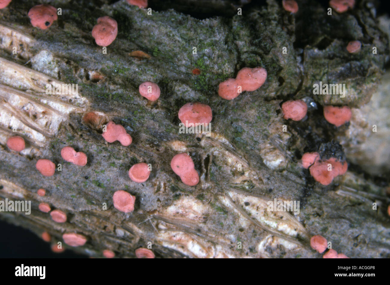 Coral Spot Nectria cinnabarina fruiting bodies on dead wood of tree mallow Lavatera spp Stock Photo
