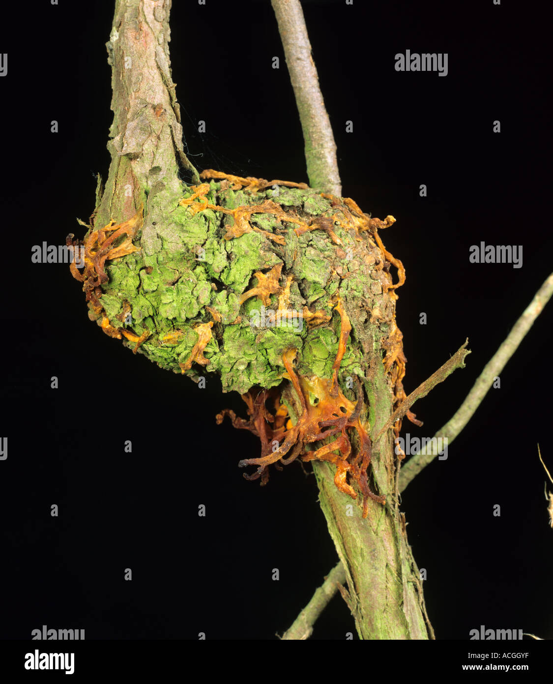 Hawthornm rust Gymnosporangium claviiforme on Juniperus communis shoot Stock Photo