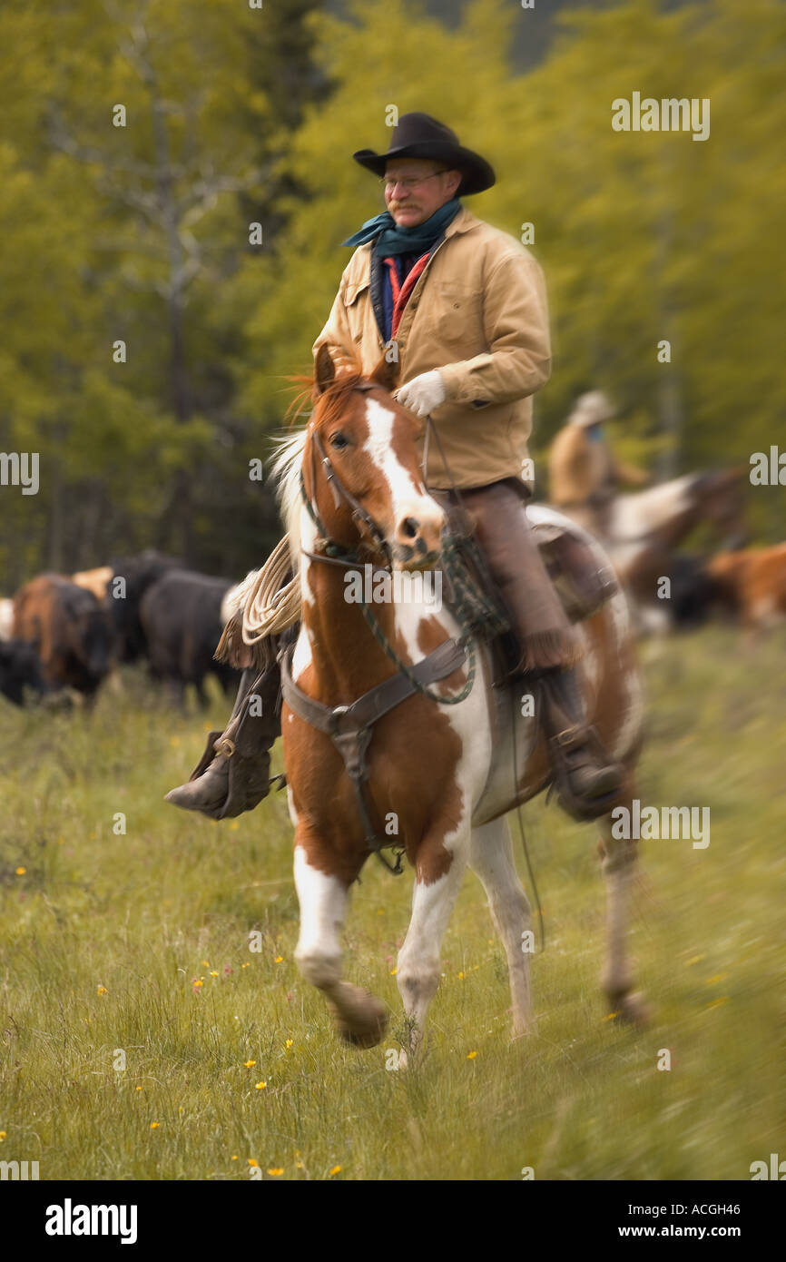 Cattle ranch southern alberta hi-res stock photography and images - Alamy