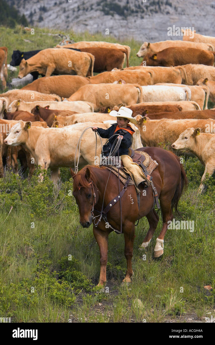 Cattle ranch southern alberta hi-res stock photography and images - Alamy